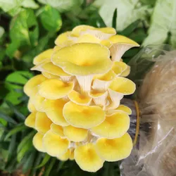 Phôi Nấm Hoàng Kim