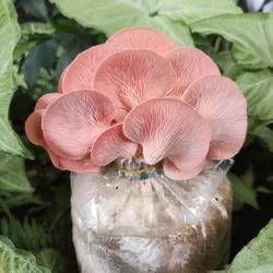 Phôi Nấm Hồng Ngọc Cao Cấp