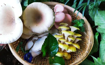 5 Lợi Ích Sức Khỏe Khi Ăn Nấm - Khám Phá Ngay!