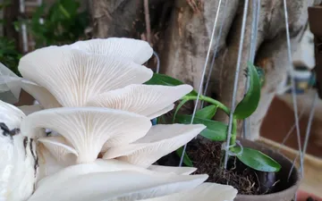 Phôi Nấm Sò Từ A Đến Z: Hướng Dẫn Toàn Diện Cho Người Mới Bắt Đầu