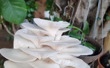 Phôi nấm sò chất lượng