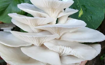 Nấm Sò: Siêu Thực Phẩm Dinh Dưỡng và Lợi Ích Sức Khỏe Không Ngờ