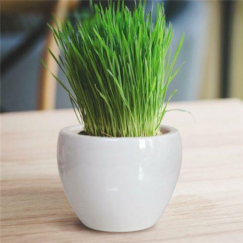 bot-mam-lua-mach-non-nhat-ban-grass-barley-nguyen-chat-100 bot-mam-lua-mach-non-nhat-ban-grass-barley-nguyen-chat-100