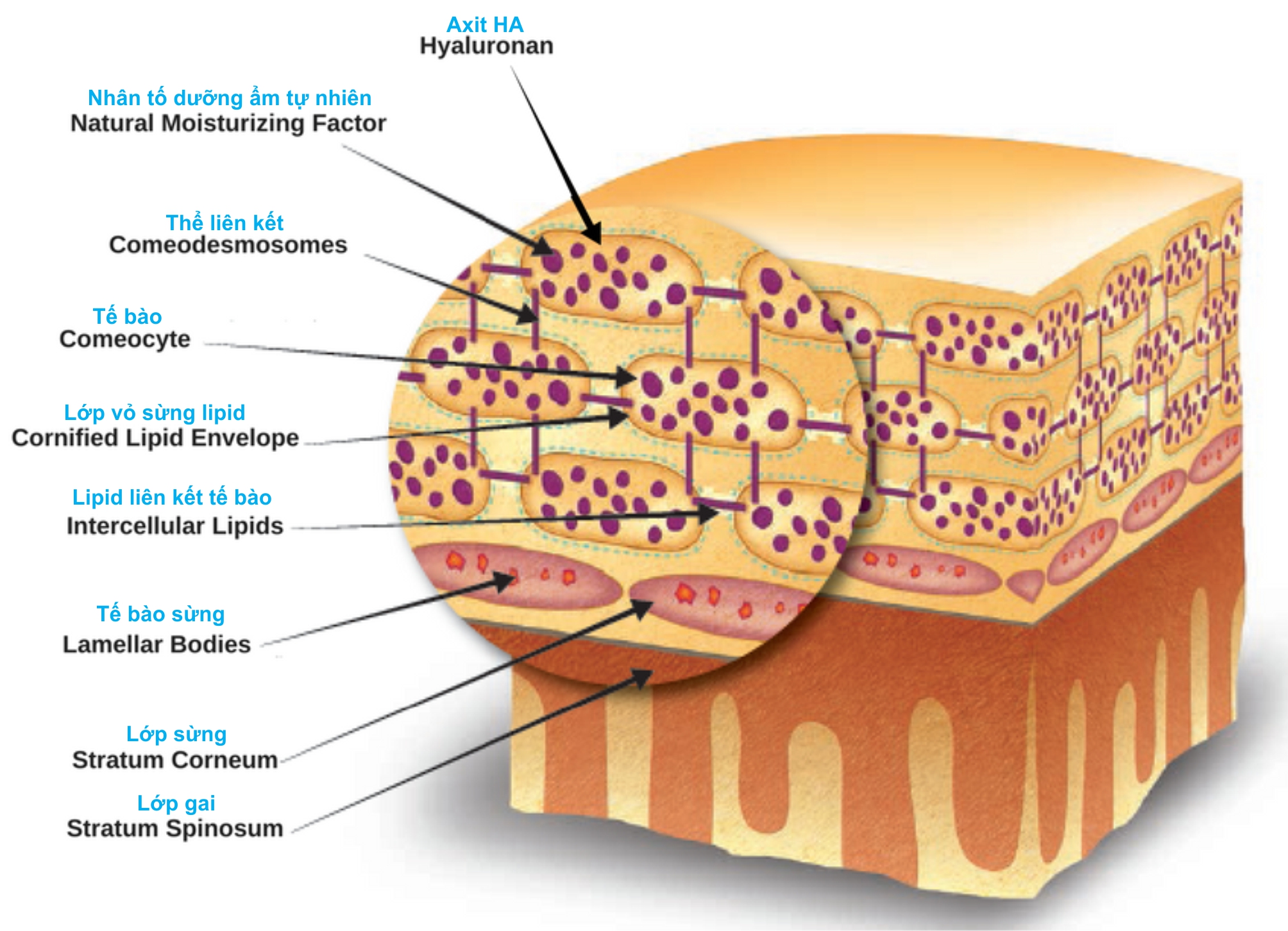 xu-ly-hien-tuong-da-mat-bi-troc-vay-trang xu-ly-hien-tuong-da-mat-bi-troc-vay-trang