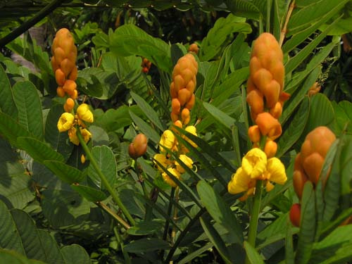 tra-giam-can-orihiro-night-diet-tea tra-giam-can-orihiro-night-diet-tea