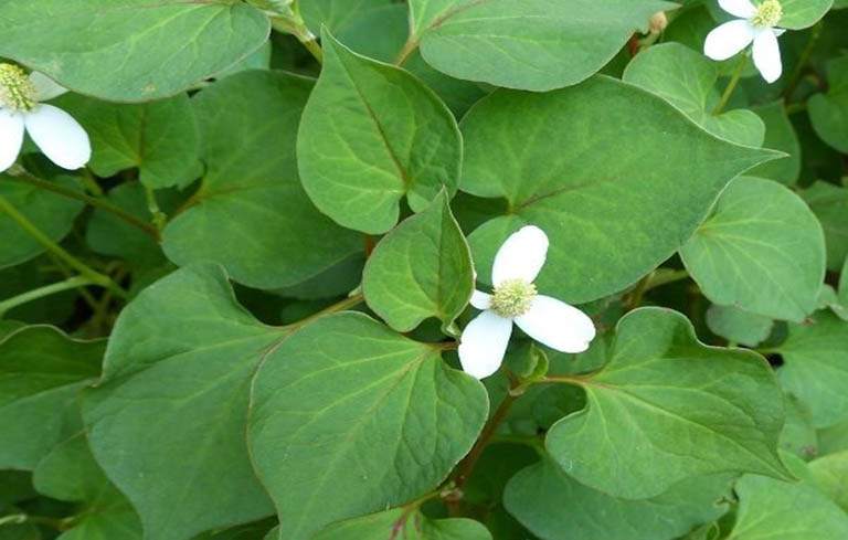 cach-lam-giam-sung-mun cach-lam-giam-sung-mun