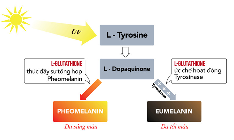 glutathionie-la-gi-tac-dung-va-cach-dung-hieu-qua glutathionie-la-gi-tac-dung-va-cach-dung-hieu-qua