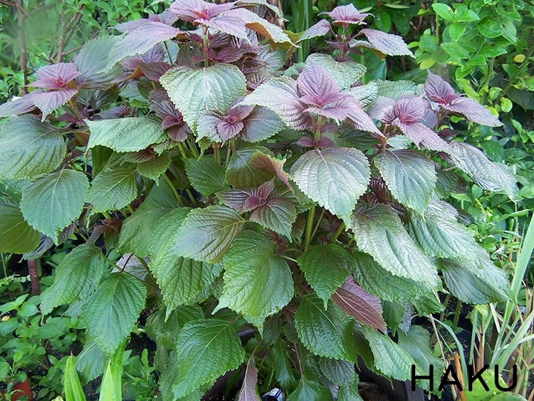 cach-chua-tri-mun-thit-hieu-qua-ma-khong-ton-kem cach-chua-tri-mun-thit-hieu-qua-ma-khong-ton-kem