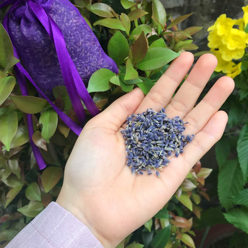 hoa-lavender-oai-huong-thom-duoc-bao-lau hoa-lavender-oai-huong-thom-duoc-bao-lau