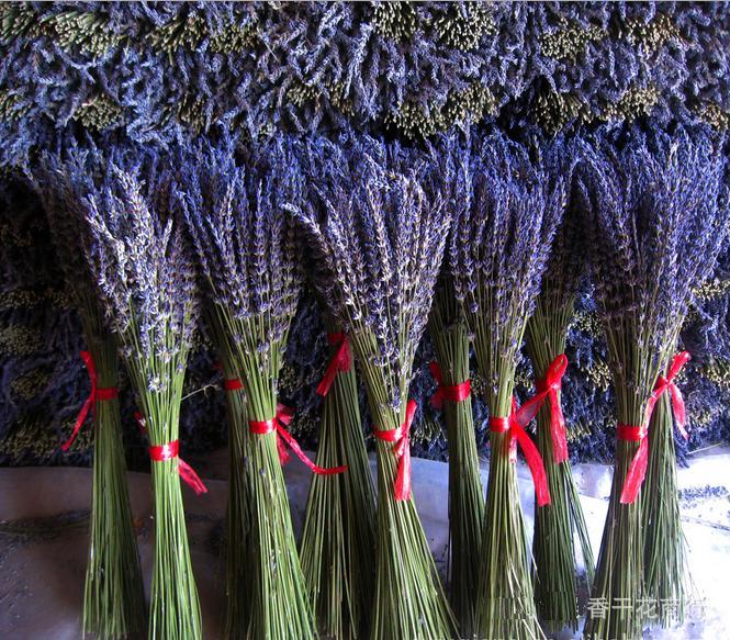 hoa-lavender-oai-huong-thom-duoc-bao-lau hoa-lavender-oai-huong-thom-duoc-bao-lau