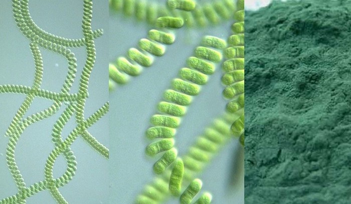 hop-tao-xoan-spirulina hop-tao-xoan-spirulina