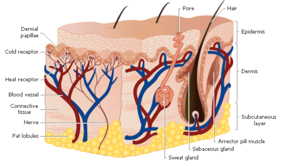 cach-tot-nhat-de-loai-tru-mun-an-mun-tac-ngen cach-tot-nhat-de-loai-tru-mun-an-mun-tac-ngen
