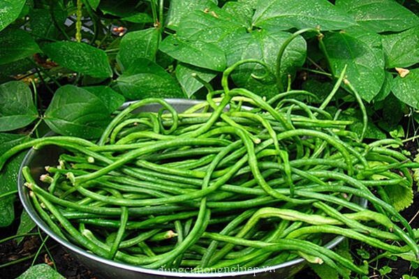 nhung-sai-lam-khi-an-dau-dua-rat-de-sinh-benh-4 nhung-sai-lam-khi-an-dau-dua-rat-de-sinh-benh-4