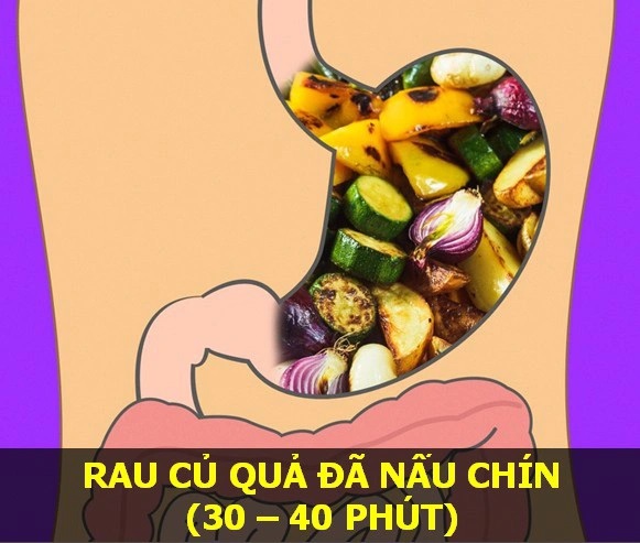 qua-trinh-tieu-hoa-thuc-an-va-thoi-gian-tieu-hoa-thuc-an-kien-thuc-an-uong-danh-cho-nguoi-giam-can-dung-cach qua-trinh-tieu-hoa-thuc-an-va-thoi-gian-tieu-hoa-thuc-an-kien-thuc-an-uong-danh-cho-nguoi-giam-can-dung-cach