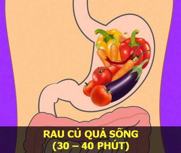 qua-trinh-tieu-hoa-thuc-an-va-thoi-gian-tieu-hoa-thuc-an-kien-thuc-an-uong-danh-cho-nguoi-giam-can-dung-cach qua-trinh-tieu-hoa-thuc-an-va-thoi-gian-tieu-hoa-thuc-an-kien-thuc-an-uong-danh-cho-nguoi-giam-can-dung-cach
