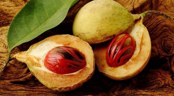 cach-chon-sua-rua-mat cach-chon-sua-rua-mat