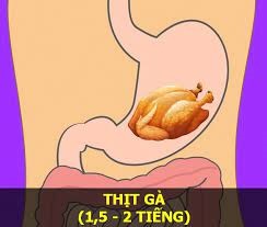 qua-trinh-tieu-hoa-thuc-an-va-thoi-gian-tieu-hoa-thuc-an-kien-thuc-an-uong-danh-cho-nguoi-giam-can-dung-cach qua-trinh-tieu-hoa-thuc-an-va-thoi-gian-tieu-hoa-thuc-an-kien-thuc-an-uong-danh-cho-nguoi-giam-can-dung-cach