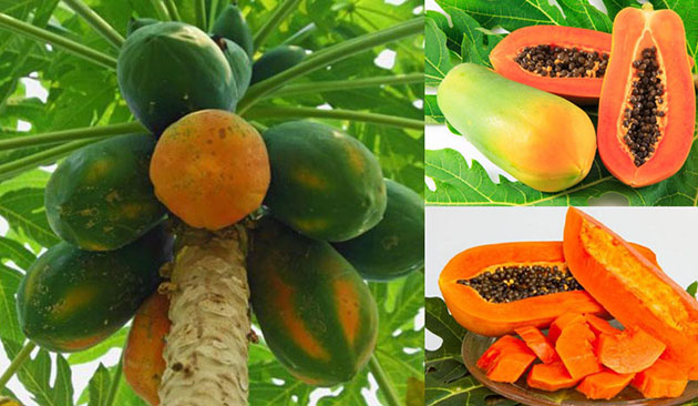 thuc-pham-bao-ve-suc-khoe-unicity-hawaiian-noni-tang-cuong-he-mien-dich-va-suc-de-khang thuc-pham-bao-ve-suc-khoe-unicity-hawaiian-noni-tang-cuong-he-mien-dich-va-suc-de-khang