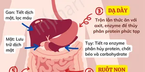 Quá trình tiêu hóa thức ăn và thời gian tiêu hóa thức ăn - Kiến thức ăn uống dành cho người giảm cân đúng cách