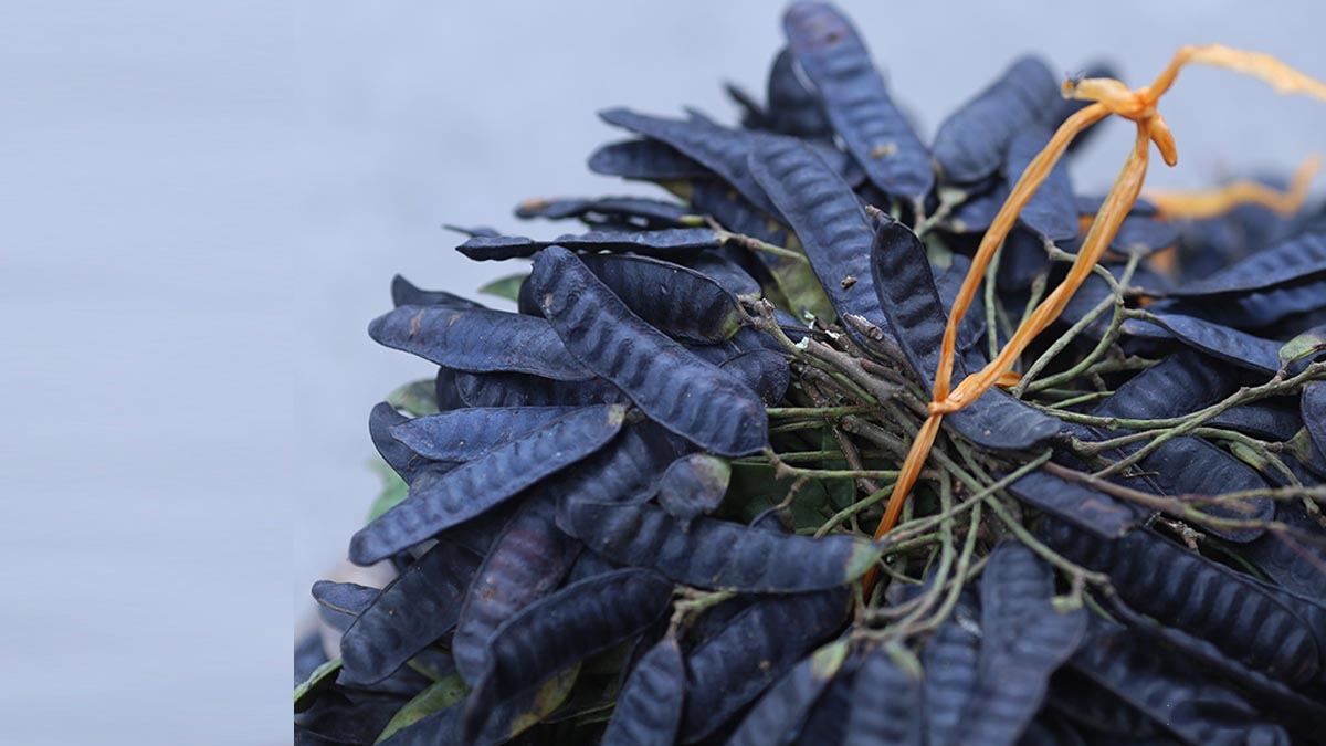 xua-tan-noi-lo-nam-va-gau-da-dau-bang-sa xua-tan-noi-lo-nam-va-gau-da-dau-bang-sa