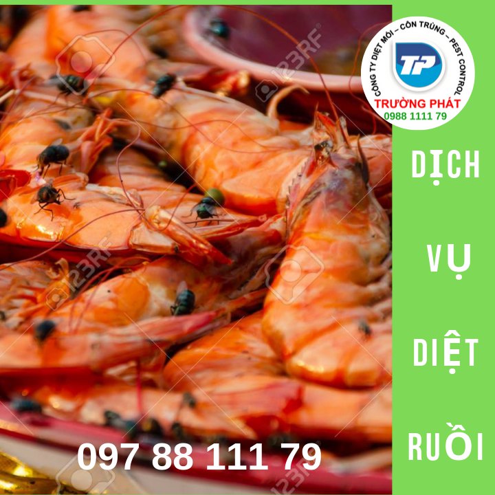 Dịch vụ diệt ruồi Dịch vụ diệt ruồi