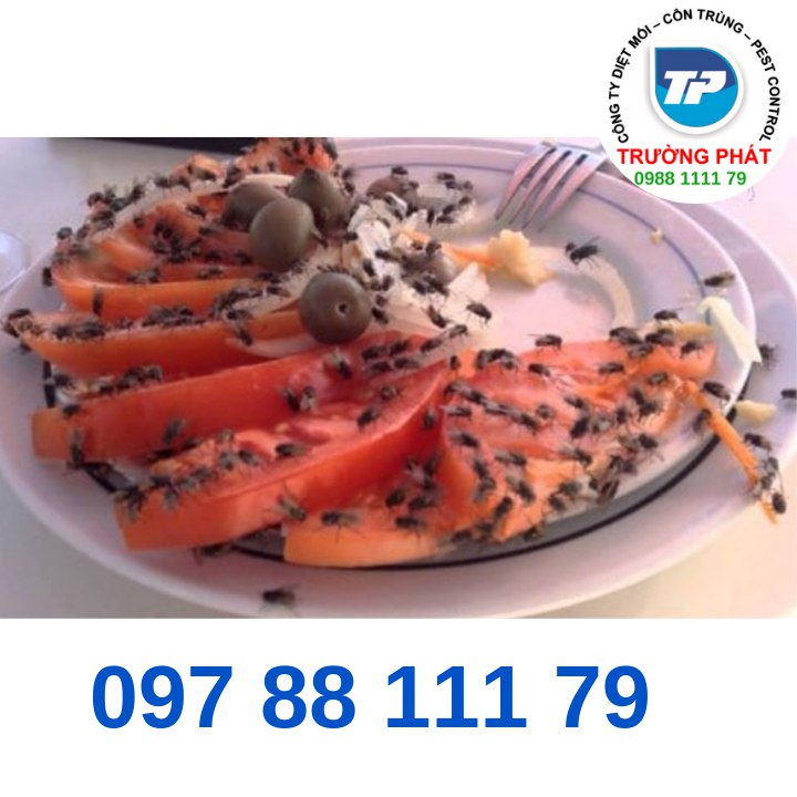 Dịch vụ diệt ruồi Dịch vụ diệt ruồi