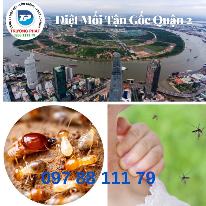 Dịch vụ diệt mối tận gốc quận 2 Dịch vụ diệt mối tận gốc quận 2