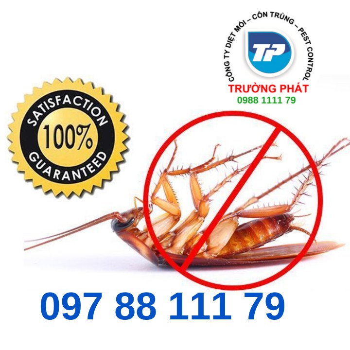 Dịch vụ diệt gián - Kiểm soát gián Dịch vụ diệt gián - Kiểm soát gián