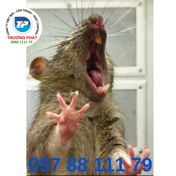 Dịch vụ diệt chuột hiệu quả Dịch vụ diệt chuột hiệu quả