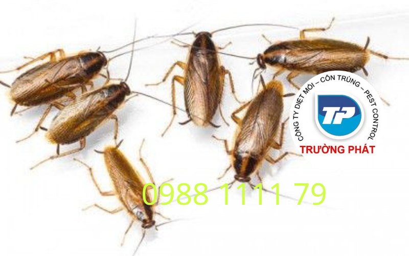 dịch vụ diệt gián đức hiệu quả nhất dịch vụ diệt gián đức hiệu quả nhất