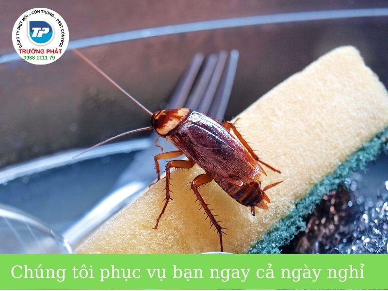 cách diệt gián tận gốc cách diệt gián tận gốc