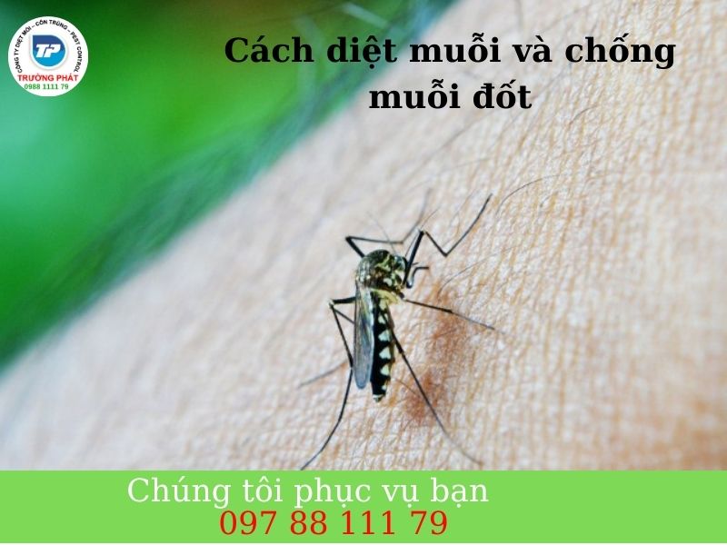 Cách diệt muỗi và chống muỗi đốt hiệu quả Cách diệt muỗi và chống muỗi đốt hiệu quả