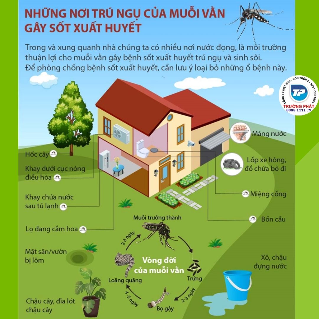 cách duổi muỗi ngu khi nào      cách duổi muỗi ngu khi nào