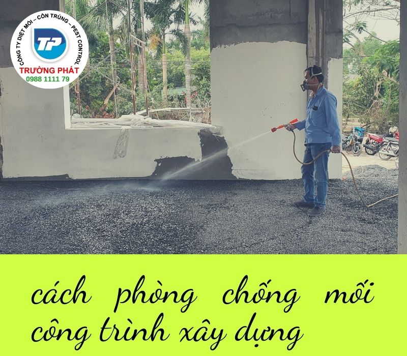 cách phòng chống mối công trình xây dựng