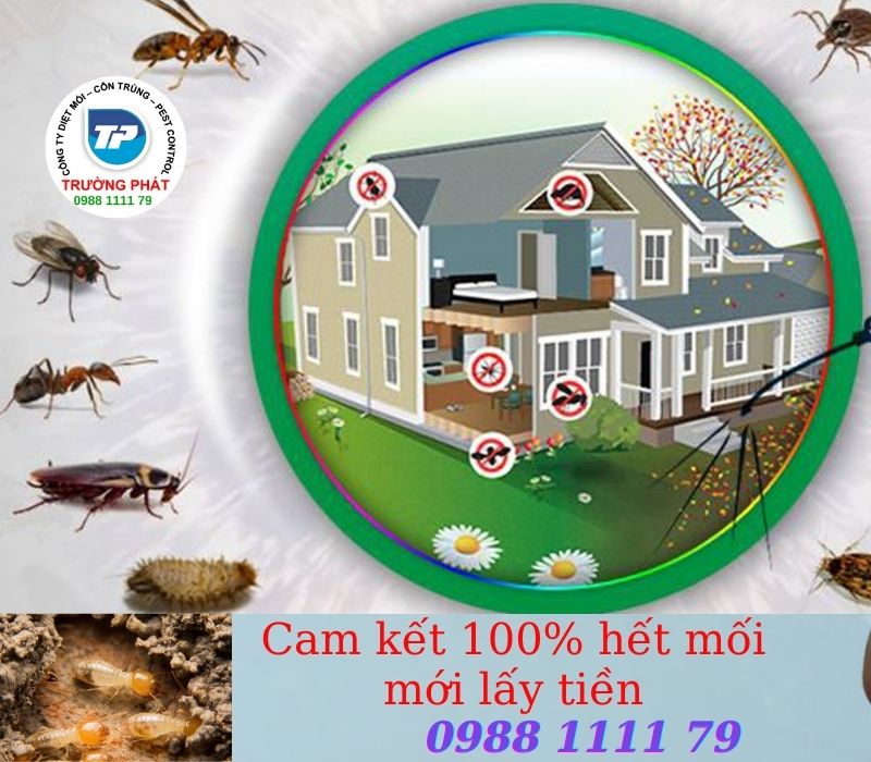 chi phí diệt mối tân gốc tại nhà hết bao nhiêu tiền chi phí diệt mối tân gốc tại nhà hết bao nhiêu tiền