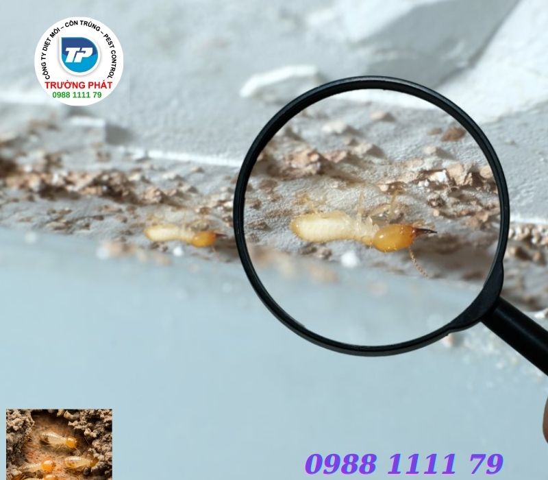 chi phí diệt mối tân gốc tại nhà hết bao nhiêu tiền chi phí diệt mối tân gốc tại nhà hết bao nhiêu tiền