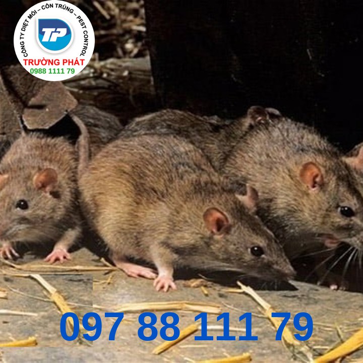 Công ty diệt chuột Công ty diệt chuột