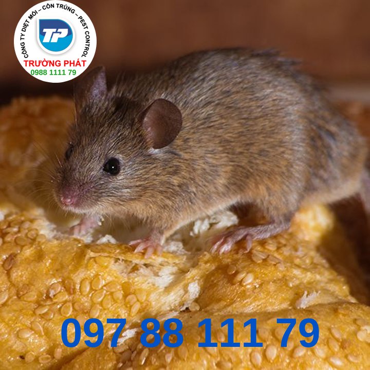 Công Ty Diệt Chuột Công Ty Diệt Chuột