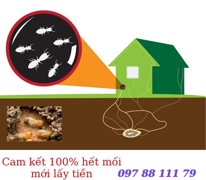 Cách diệt mối tận gốc có phương pháp nào là hiệu quả nhất Cách diệt mối tận gốc có phương pháp nào là hiệu quả nhất