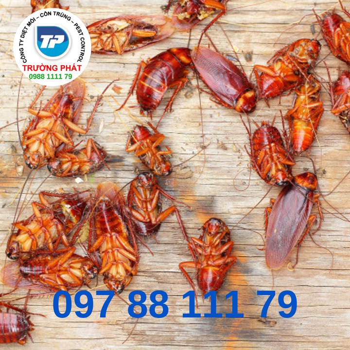 Dịch vụ diệt gián - Kiểm soát gián Dịch vụ diệt gián - Kiểm soát gián