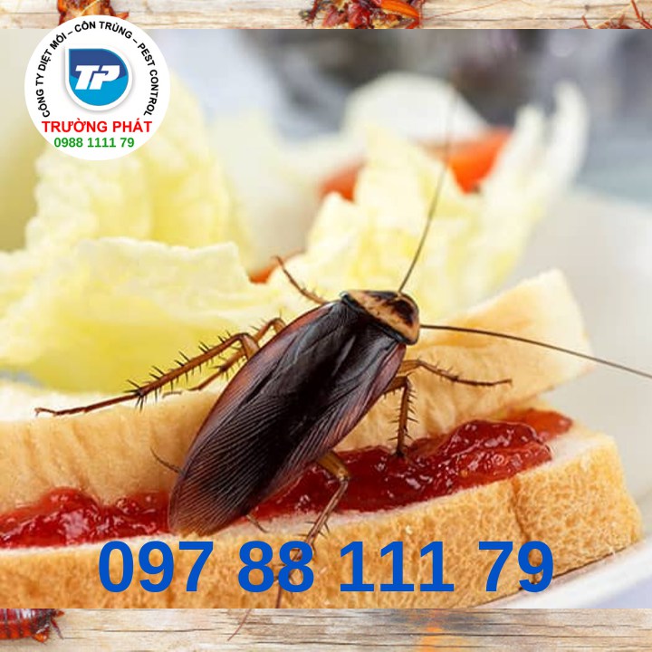 Dịch vụ diệt gián - Kiểm soát gián Dịch vụ diệt gián - Kiểm soát gián