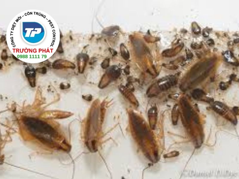 Dịch vụ diệt gián đức trị gián tận gốc trong nhà hiệu quả Trường Phát Dịch vụ diệt gián đức trị gián tận gốc trong nhà hiệu quả Trường Phát