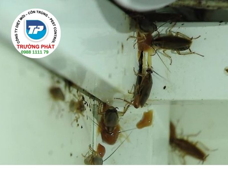 Dịch vụ diệt gián đức trị gián tận gốc trong nhà hiệu quả Trường Phát Dịch vụ diệt gián đức trị gián tận gốc trong nhà hiệu quả Trường Phát