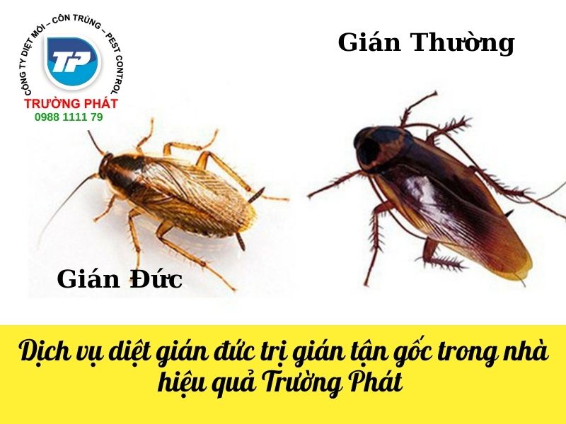 Dịch vụ diệt gián đức trị gián tận gốc trong nhà hiệu quả Trường Phát Dịch vụ diệt gián đức trị gián tận gốc trong nhà hiệu quả Trường Phát