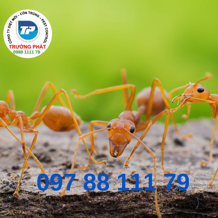 Dịch vụ diệt Kiến Dịch vụ diệt Kiến