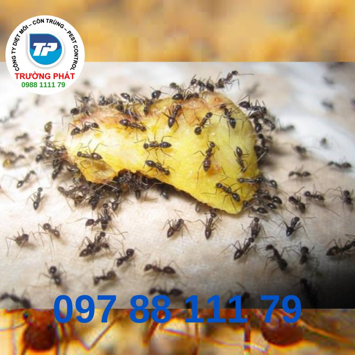 Dịch vụ diệt Kiến Dịch vụ diệt Kiến