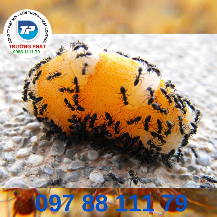 Dịch vụ diệt Kiến Dịch vụ diệt Kiến