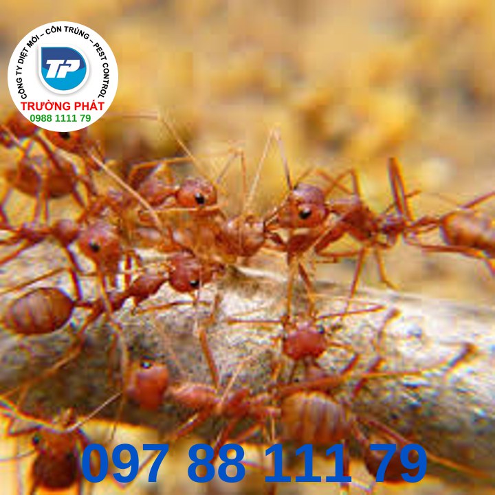 Dịch vụ diệt kiến Dịch vụ diệt kiến