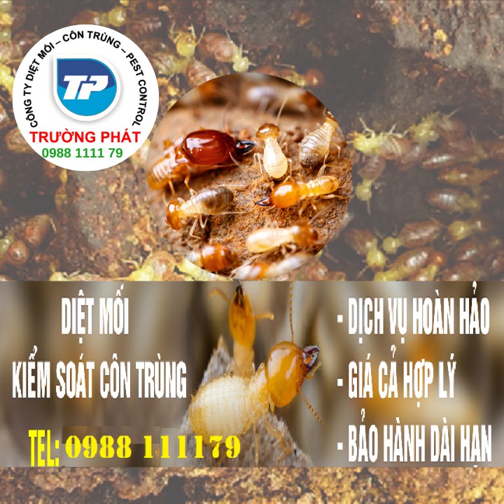 Dịch vụ diệt mối tận gốc Dịch vụ diệt mối tận gốc