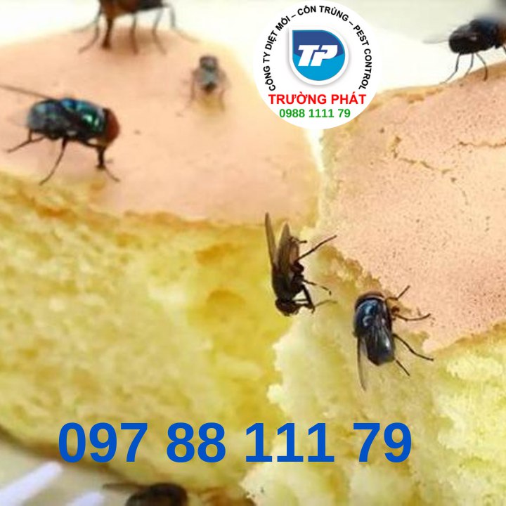 Dịch vụ diệt ruồi Dịch vụ diệt ruồi